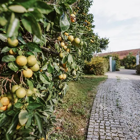 Casa Rural * Oliveira do Bairro